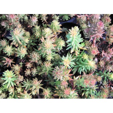 Sedum Reflexum